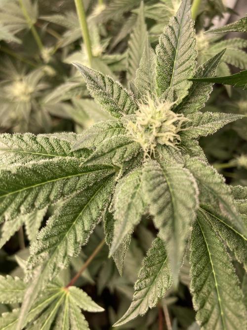 All Starz (LIT FARMS). Week 11