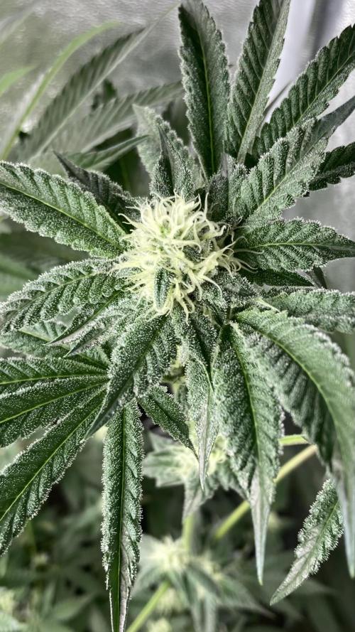 All Starz (LIT FARMS). Week 11