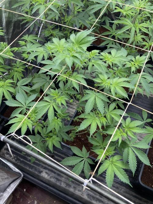 Trich Beast (Solfire Gardens). Week 8