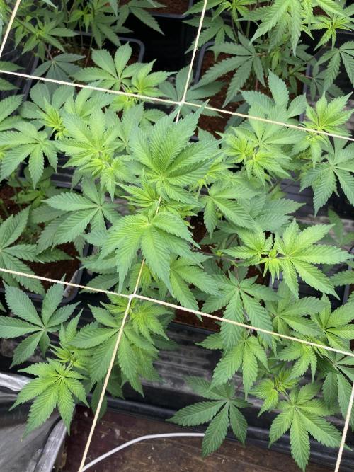 Trich Beast (Solfire Gardens). Week 8