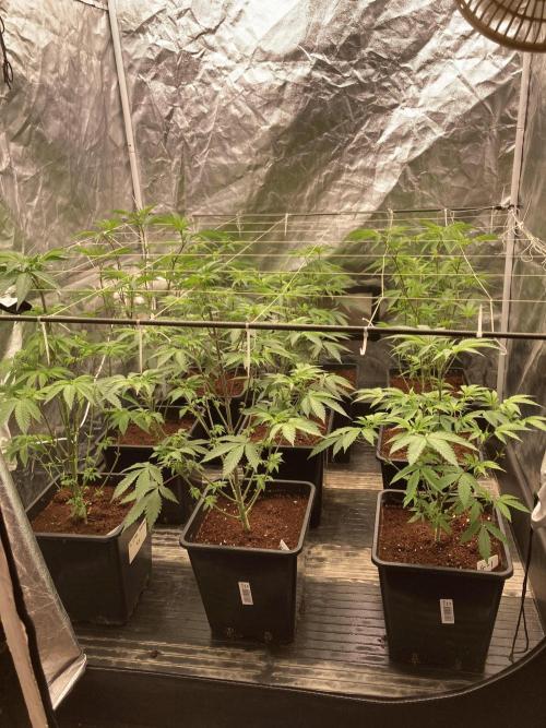 Gastini (LIT Farms). Week 8