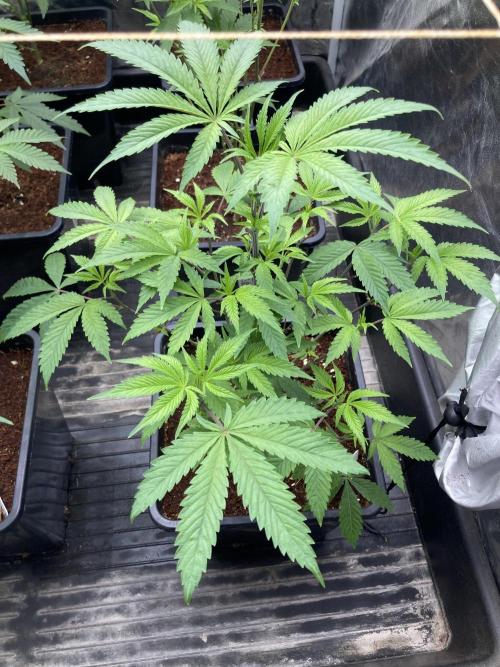 Gastini (LIT Farms). Week 8