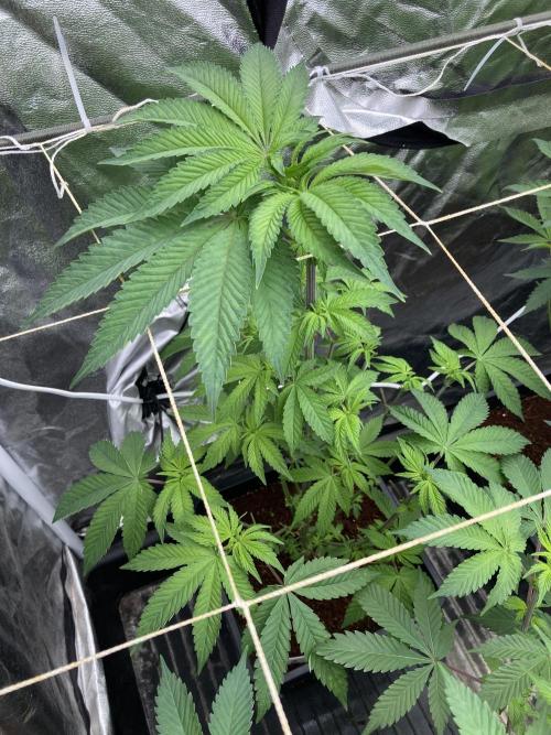 Gastini (LIT Farms). Week 8