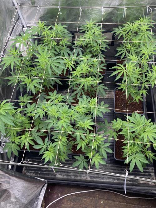 Gastini (LIT Farms). Week 8