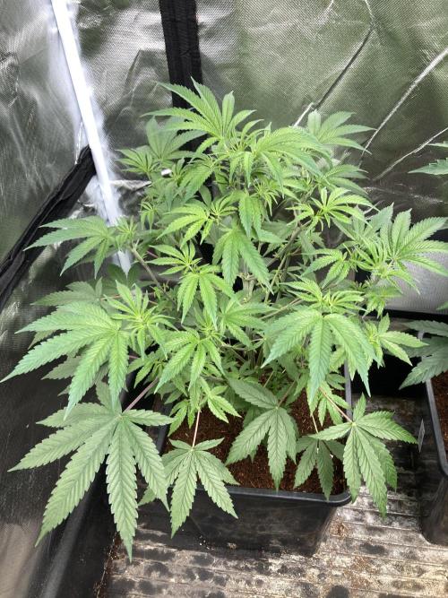 BTY47 x Manna Mountain (ttowncultivator). Week 7