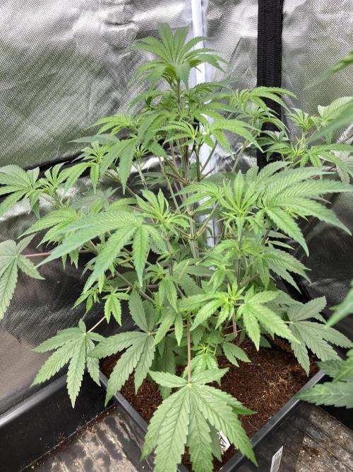 BTY47 x Manna Mountain (ttowncultivator). Week 7