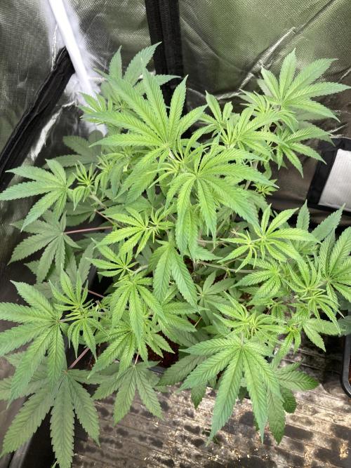 BTY47 x Manna Mountain (ttowncultivator). Week 7