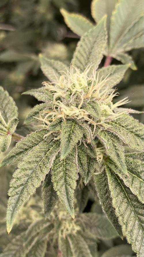 Rainbow Gelato Clones (Wizard Trees). Week 6