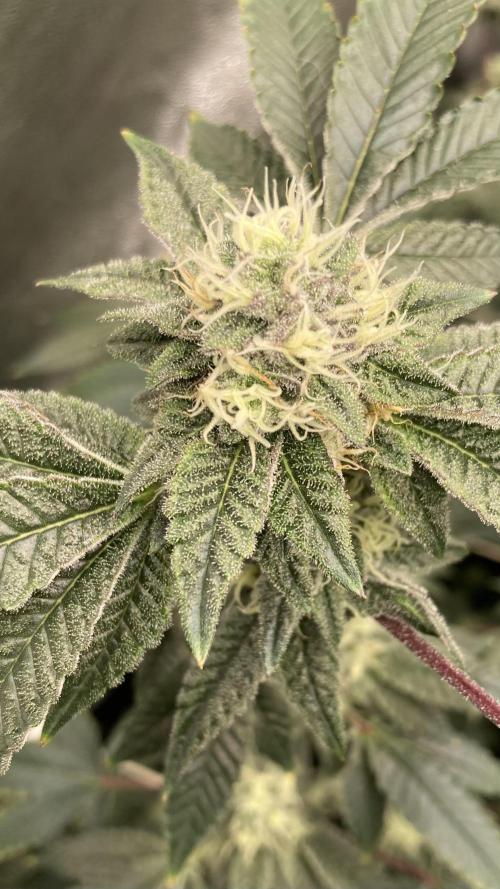 Rainbow Gelato Clones (Wizard Trees). Week 6