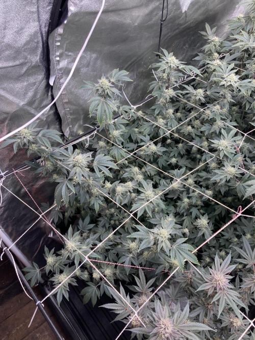 Rainbow Gelato Clones (Wizard Trees). Week 6