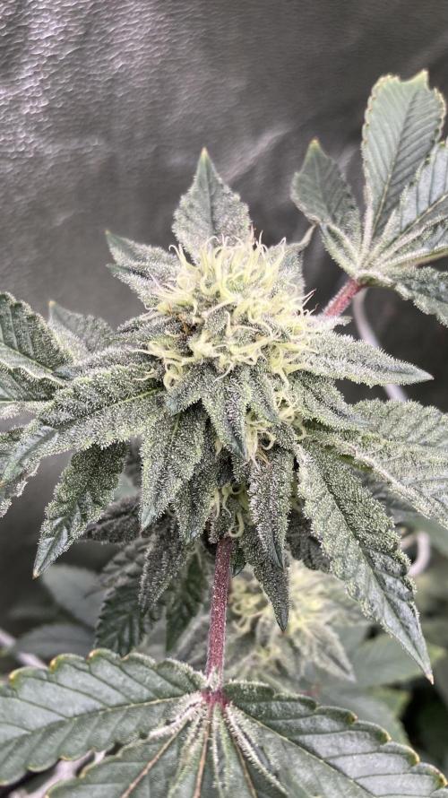 Rainbow Gelato Clones (Wizard Trees). Week 6