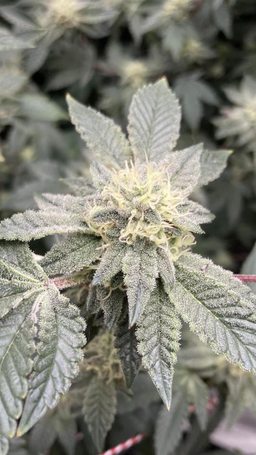 Rainbow Gelato Clones (Wizard Trees). Week 6