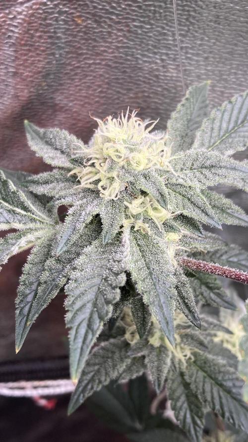 Rainbow Gelato Clones (Wizard Trees). Week 6