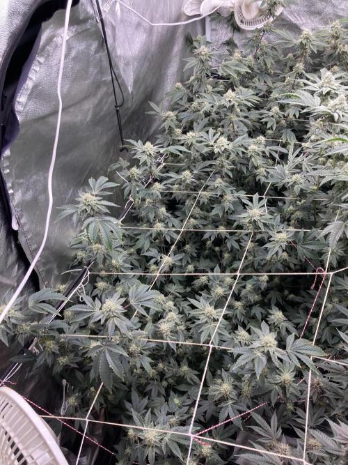 Rainbow Gelato Clones (Wizard Trees). Week 6