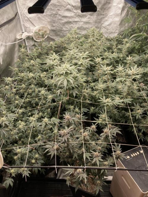 PLATINUMZ#2&3 Clones (In House Genetics). Week 6