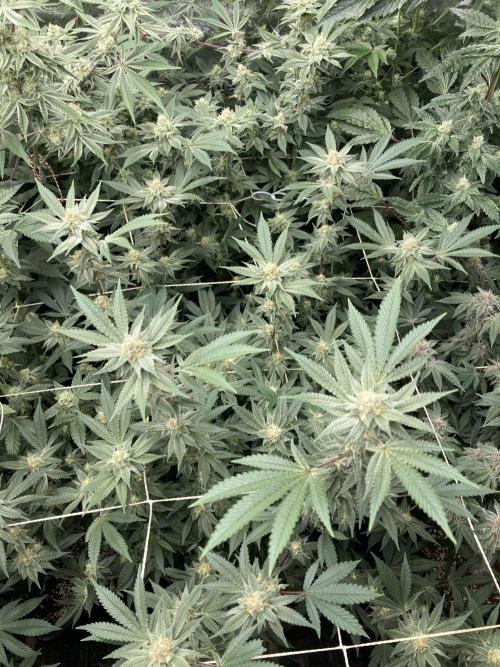 PLATINUMZ#2&3 Clones (In House Genetics). Week 6