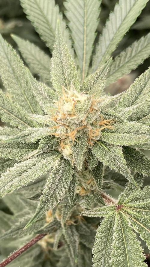 PLATINUMZ#2&3 Clones (In House Genetics). Week 6