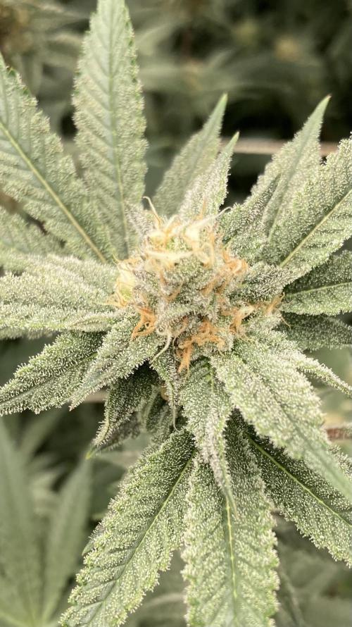 PLATINUMZ#2&3 Clones (In House Genetics). Week 6