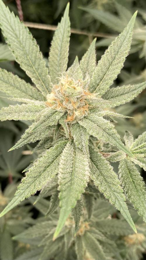 PLATINUMZ#2&3 Clones (In House Genetics). Week 6