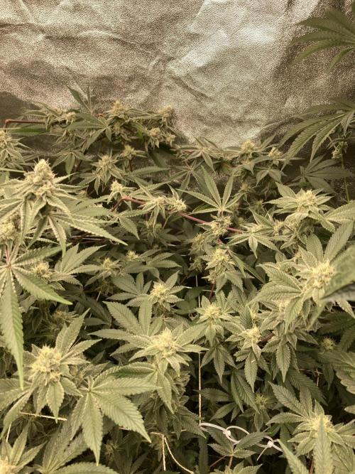 PLATINUMZ#2&3 Clones (In House Genetics). Week 6