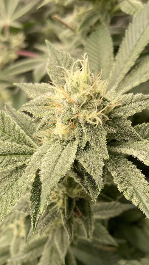 PLATINUMZ#2&3 Clones (In House Genetics). Week 6