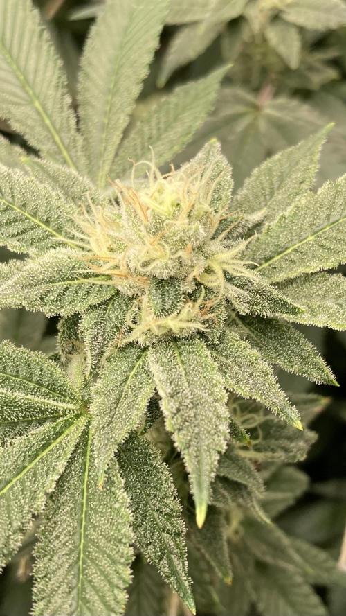 PLATINUMZ#2&3 Clones (In House Genetics). Week 6