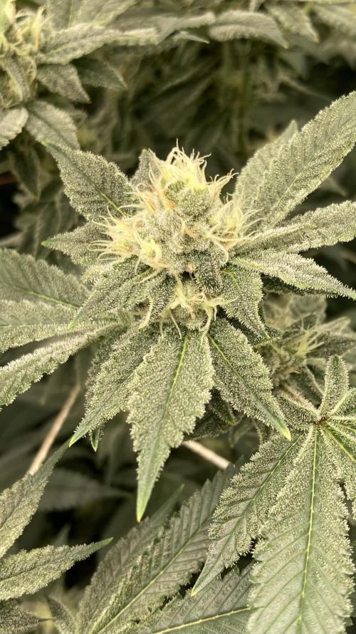 PLATINUMZ#2&3 Clones (In House Genetics). Week 6