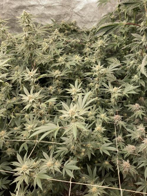 PLATINUMZ#2&3 Clones (In House Genetics). Week 6