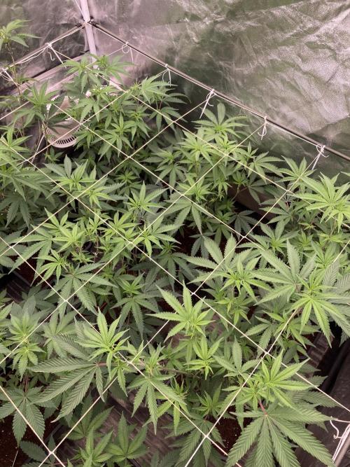 Zoy Sauce Clones (My Keeper Cut). Week 2
