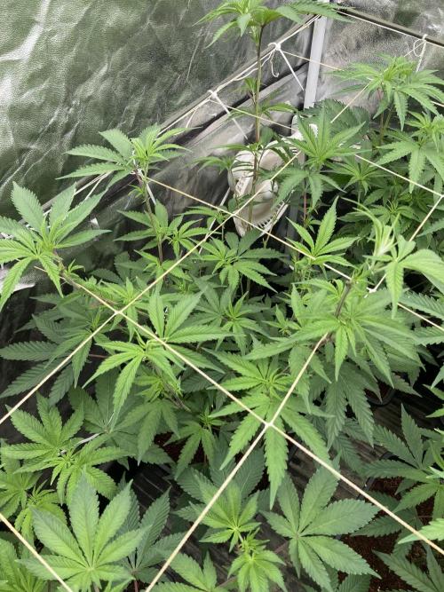 Zoy Sauce Clones (My Keeper Cut). Week 2