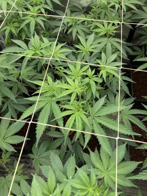 Zoy Sauce Clones (My Keeper Cut). Week 2