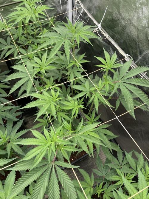Zoy Sauce Clones (My Keeper Cut). Week 2