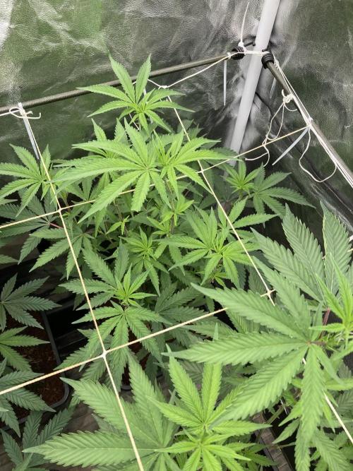 Zoy Sauce Clones (My Keeper Cut). Week 2