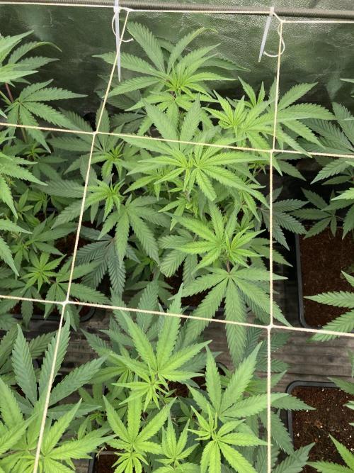 Zoy Sauce Clones (My Keeper Cut). Week 2