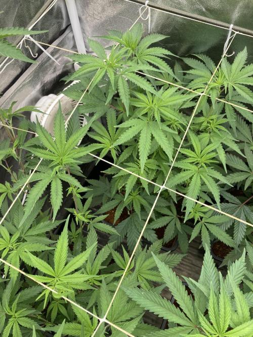 Zoy Sauce Clones (My Keeper Cut). Week 2