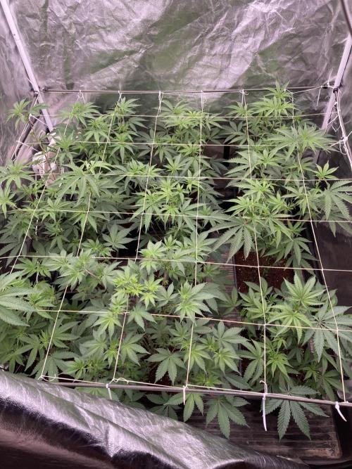 Zoy Sauce Clones (My Keeper Cut). Week 2