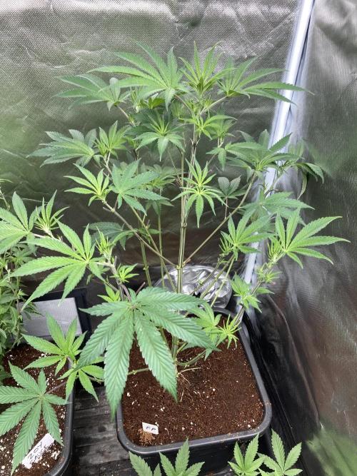 FrozayPie x MannaMountain (ttcultivator). Week 7