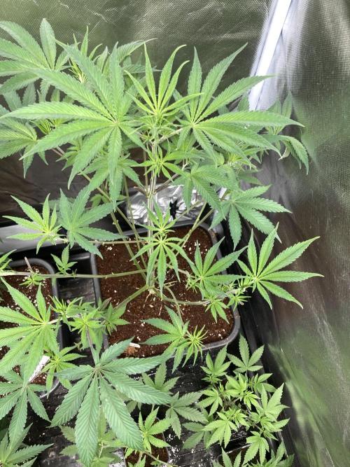 FrozayPie x MannaMountain (ttcultivator). Week 7