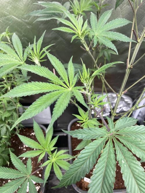 FrozayPie x MannaMountain (ttcultivator). Week 7