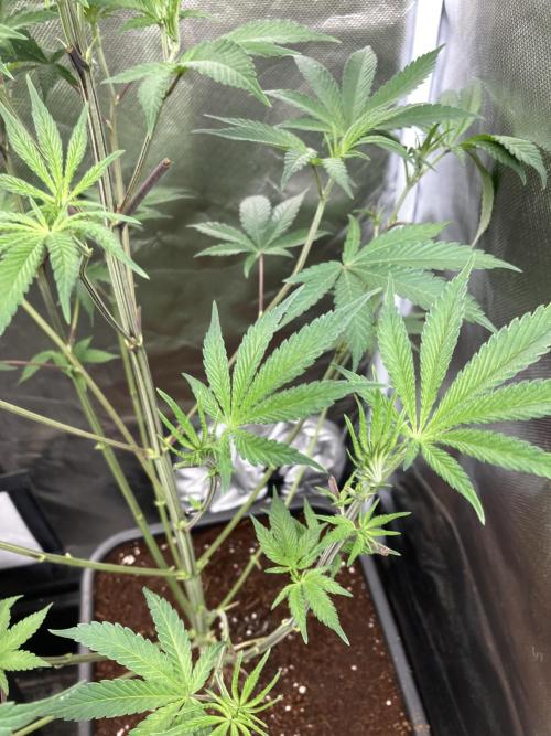 FrozayPie x MannaMountain (ttcultivator). Week 7