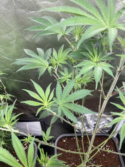 FrozayPie x MannaMountain (ttcultivator). Week 7