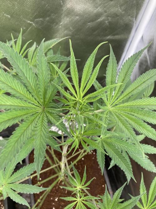 FrozayPie x MannaMountain (ttcultivator). Week 7