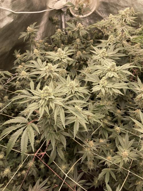 Gas Cream Runtz (LIT FARMS). Week 12