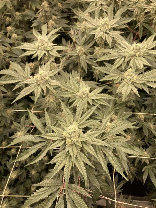 Gas Cream Runtz (LIT FARMS). Week 12
