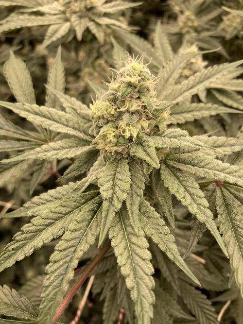 Gas Cream Runtz (LIT FARMS). Week 12