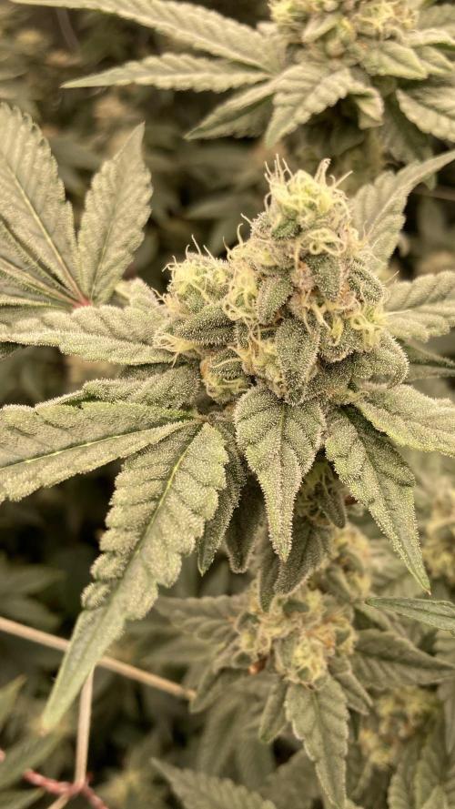 Gas Cream Runtz (LIT FARMS). Week 12