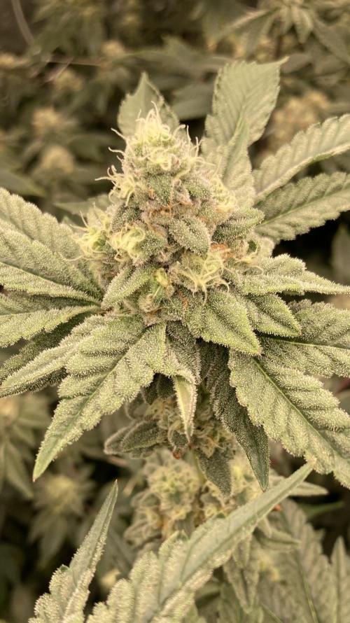 Gas Cream Runtz (LIT FARMS). Week 12