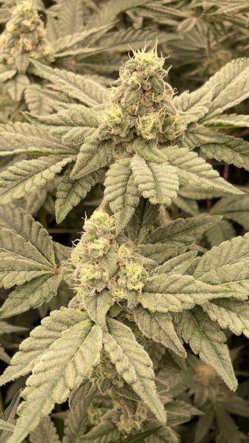 Gas Cream Runtz (LIT FARMS). Week 12