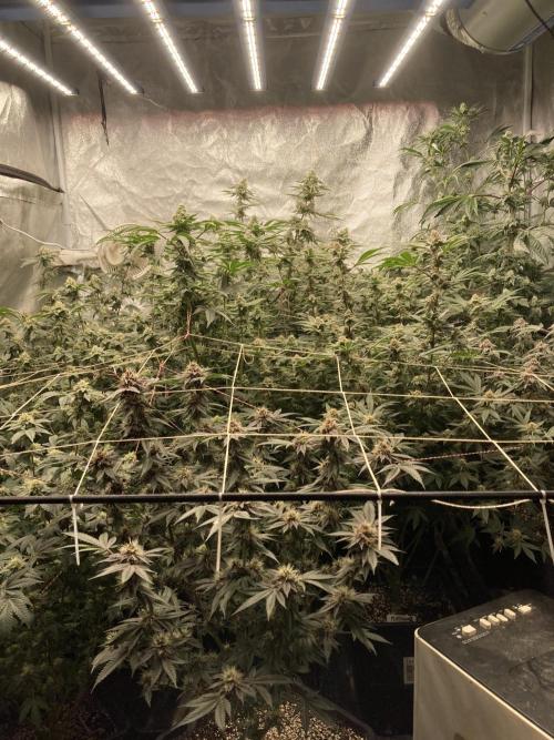 Gas Cream Runtz (LIT FARMS). Week 12