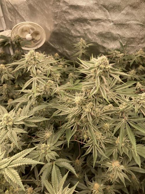 Platinum IX (In House Genetics). Week 12